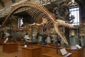 ua-basilosaurus