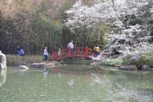 ua-sakura-festival